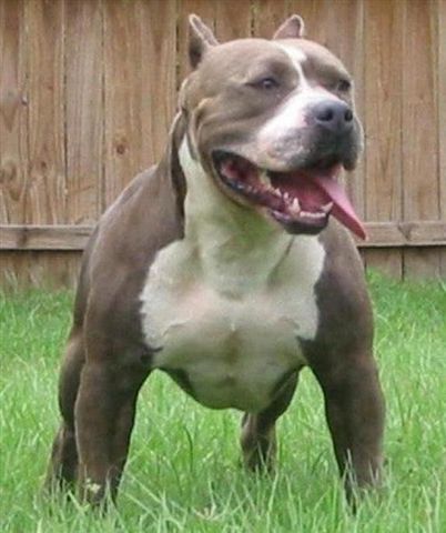 Images on Pitbull    Dog Breed Information
