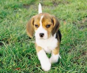 Beagle dog Breed Information
